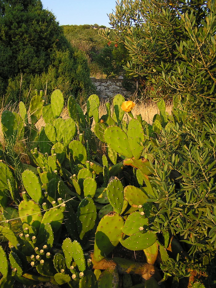 Görögország, Thassos: Kaktuszok